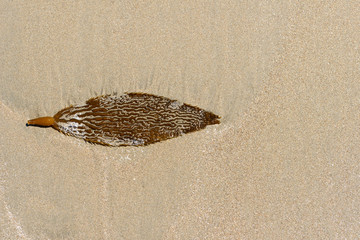 seaweed on the beach