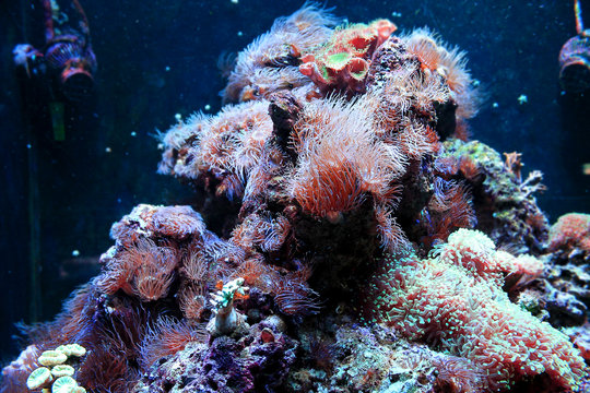 Aquarium corals reef