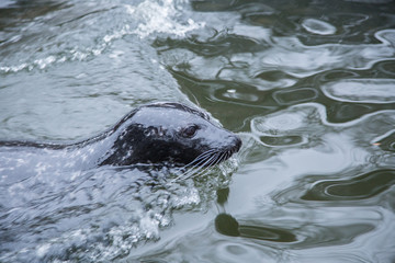 Obraz premium A beautiful portrait of seals in water in a winter