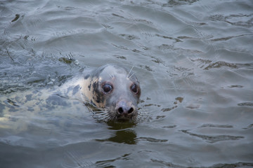 Obraz premium A beautiful portrait of seals in water in a winter