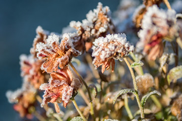 Frosty Flowers