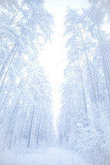 A very soft and romantic looking winter landscape.