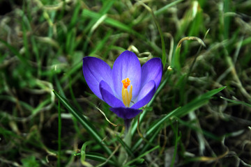 Fototapeta premium crocus