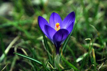crocus
