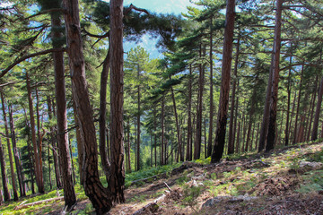 Bright green forest.