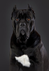 Cane Corso