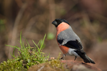 Bullfinch (Pyrrhula pyrrhula) on defocused blurred natural backg