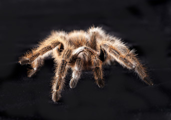 Tarantula