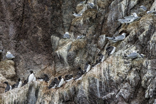 Nesting black-legged kittiwakes (Rissa tridactyla tridactyla), Herald Island, Chuckchi Sea, Chukotka, Russia 