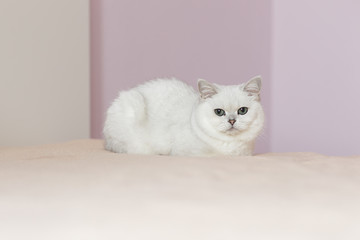 British cat sitting on a bed in a light room with pink walls
