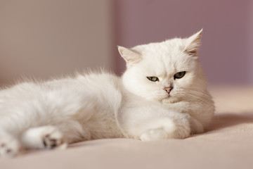 British silver colored cat sitting on a bed in bright room