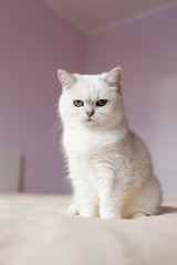 British silver colored cat sitting on a bed in bright room