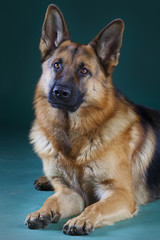 German sheepdog