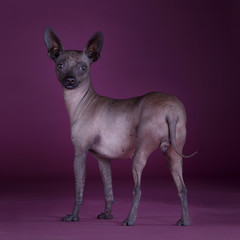 Mexican hairless