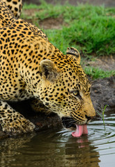Fototapeta na wymiar Male Leopard Drinking, Sabi Sand Game Reserve, South Africa