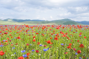 Castelluccio di Norcia, Umbria, Italy. Pian Grande during the season of flowering.