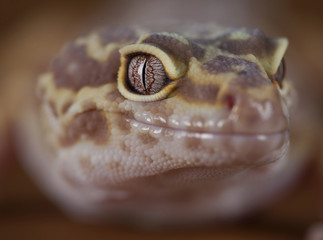 Gecko face