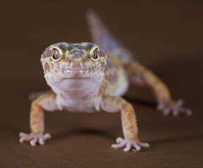 gecko front