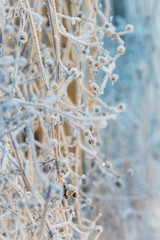 Frosty 2