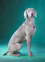 Weimaraner adult