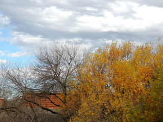 Fototapeta premium The Fall Tree