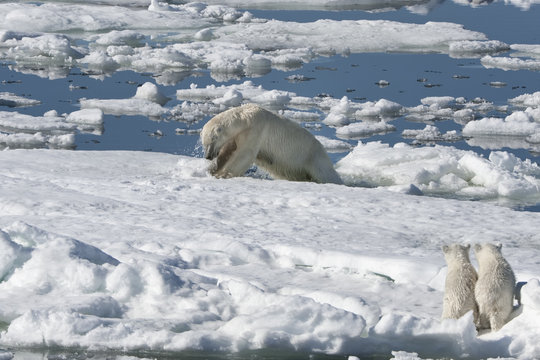 Female polar bear (Ursus maritimus) hunting a ringed seal (Pusa hispida) (phoca hispida) accompanied by two cubs, Svalbard Archipelago, Barents Sea 