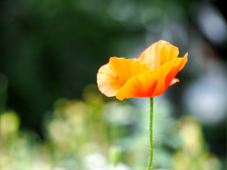 Fototapeta premium Flower orange - red poppy on green natural background