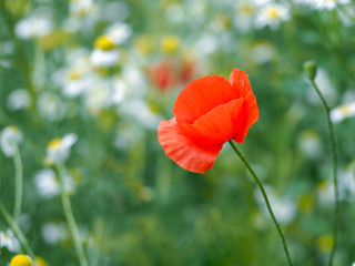 Flower - red poppy on a background of daisies