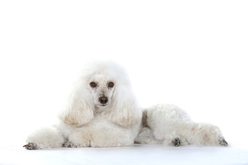 White poodle dog