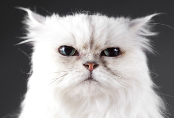 Angry cat