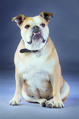 Fototapeta premium British bulldog