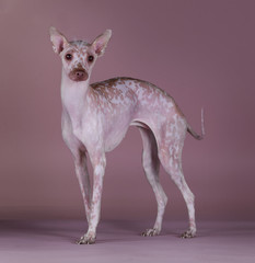 Peruvian Hairless dog