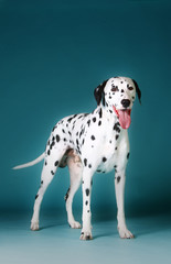 Dalmatian dog with tongue out