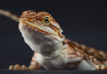 Little Pogona