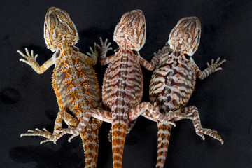 Three pogonas
