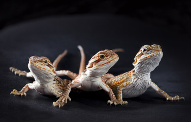 Three pogonas