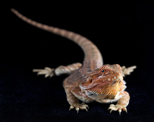 Red Pogona