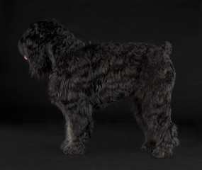 Russian Terrier