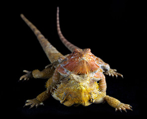 Obraz premium Two Bearded pogona