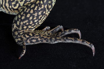 Varan © monica