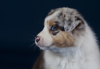 Naklejka premium Australian sheperd dog,