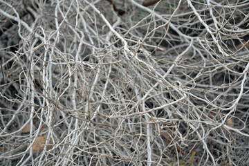 Grey dry bush. Thin branches of a bush. Suitable for background