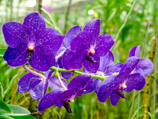 Obraz premium Orchid are flowers with many variants.