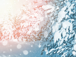 Winter landscape. The picturesque landscape with snow-covered pine trees in the sunlight.