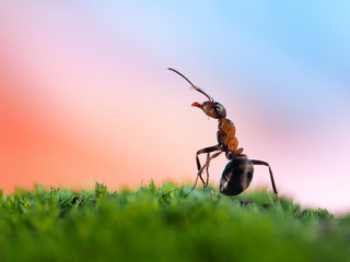Beautiful big ant on the background of the rainbow. The insect on moss