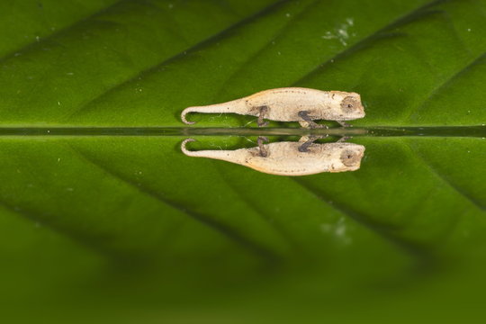 Juvenile Peyrieras' pygmy chameleon (Brookesia peyrierasi), Nosy Mangabe, Maroantsera, Madagascar