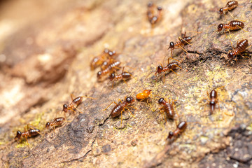 termites