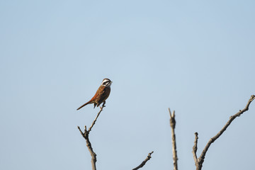 ホオジロ雄(Meadow Bunting)
