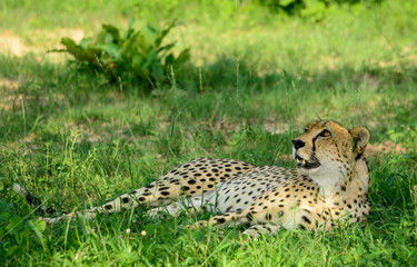 Fototapeta na wymiar Male Cheetah, Sabi Sand Game Reserve, South Africa
