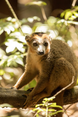 the male  Crowned lemur, Eulemur coronatus, resting on a vine Ankarana Reserve, Madagascar